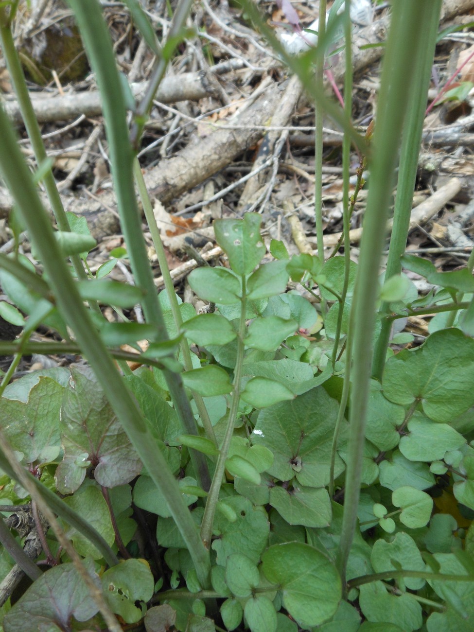 Cardamine apennina Lihov & Marhold